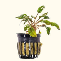 Link to: Live Plants