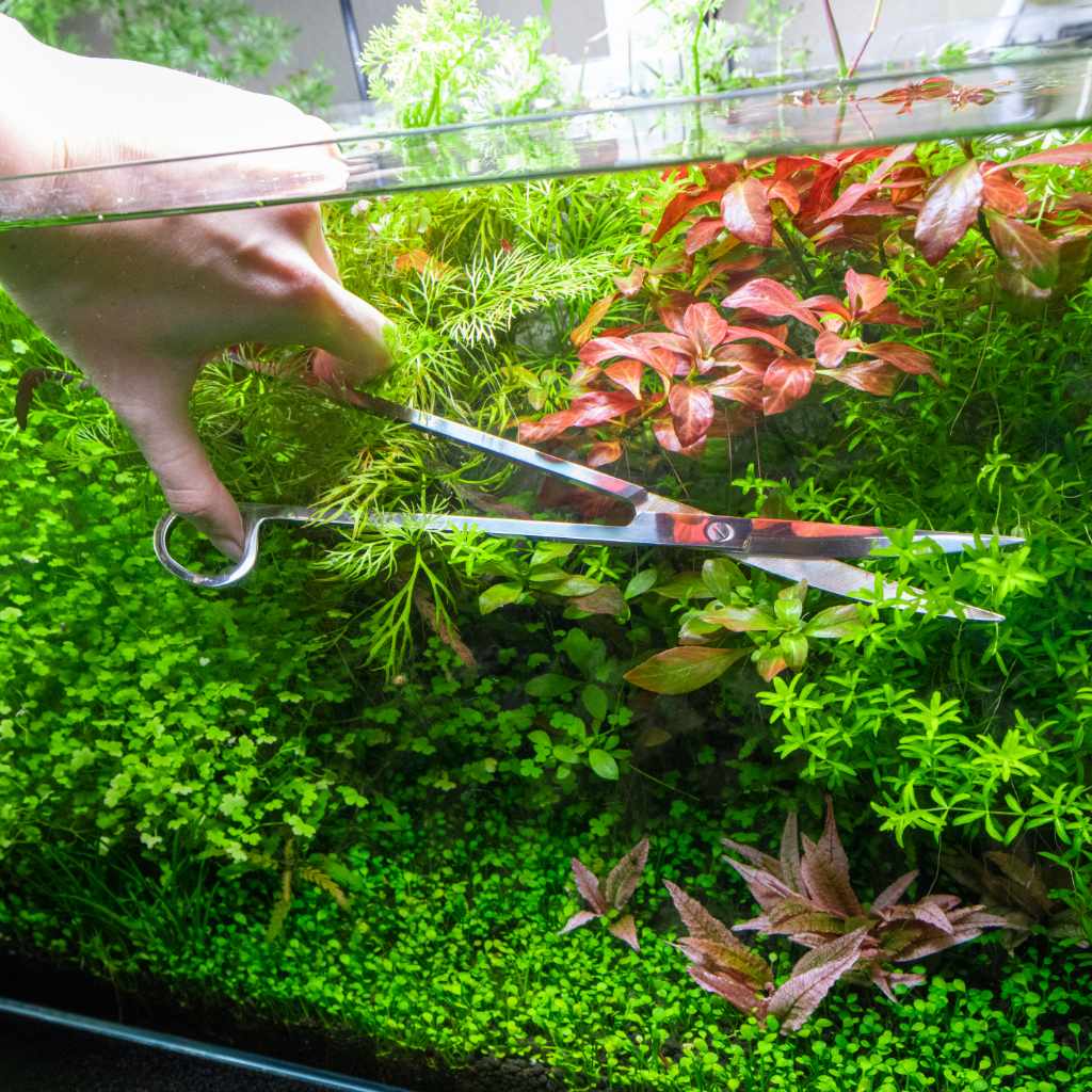 GlasGarten Aquarium Plant Scissor Curved Cutter, 17 cm
