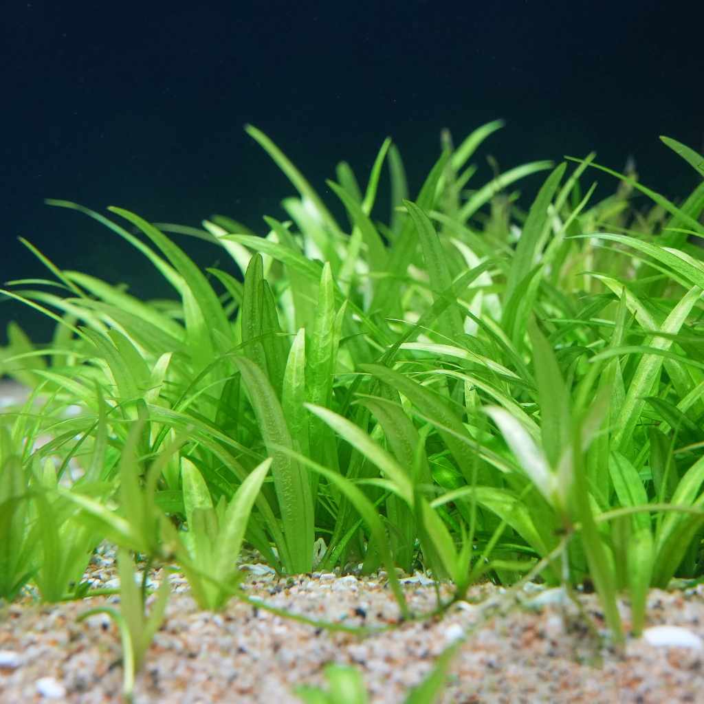 sword succulent Dwarf Chain Sword | Pygmy Chain Sword