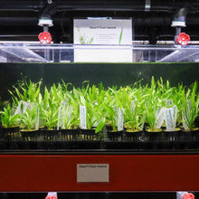 Load image into Gallery viewer, Dwarf Chain Sword - Aquarium Co - Op
