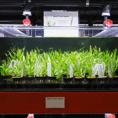 Dwarf Chain Sword - Aquarium Co - Op