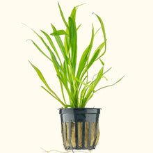 Load image into Gallery viewer, Dwarf Chain Sword - Aquarium Co - Op
