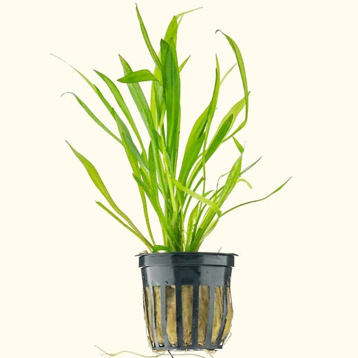 dwarf-chain-sword-8171625