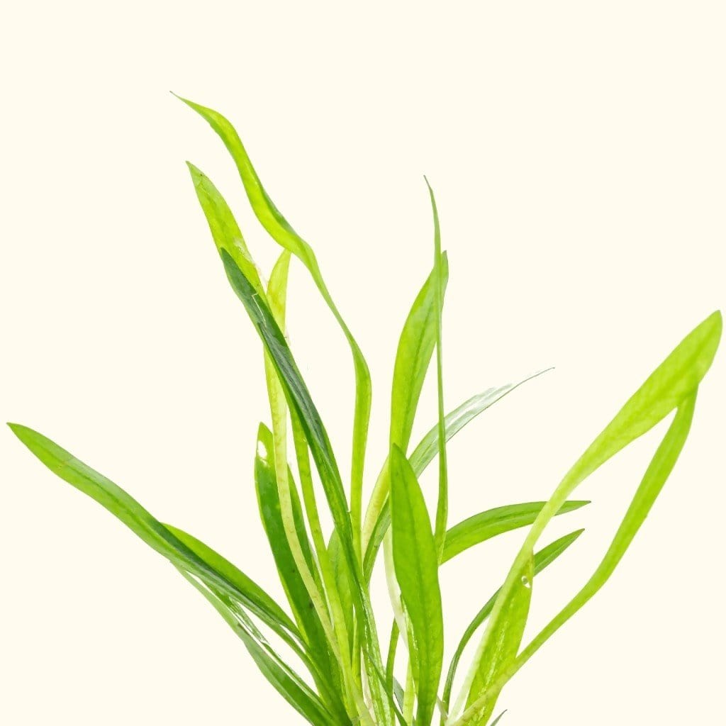 dwarf-chain-sword-8305554