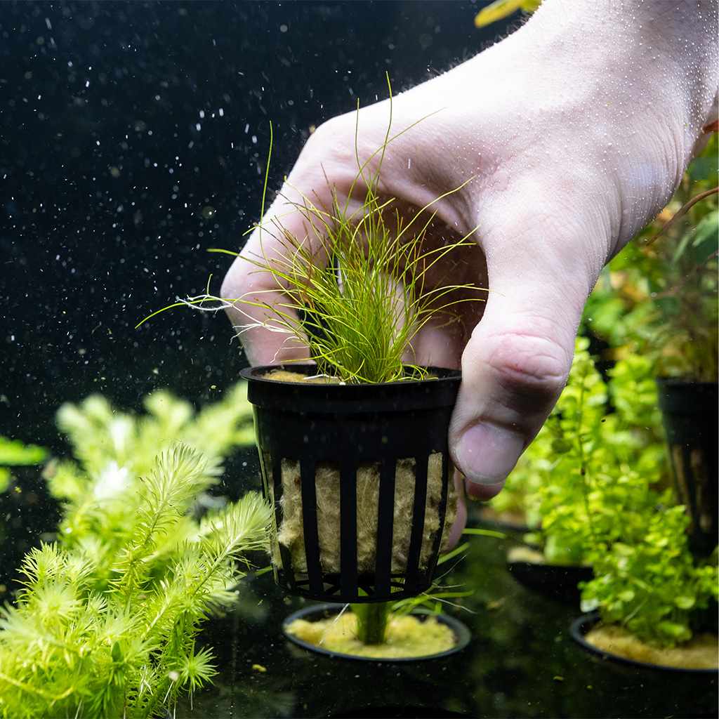 Dwarf Hairgrass on 3 x 5 Mat - Foreground Carpet Aquarium Plant