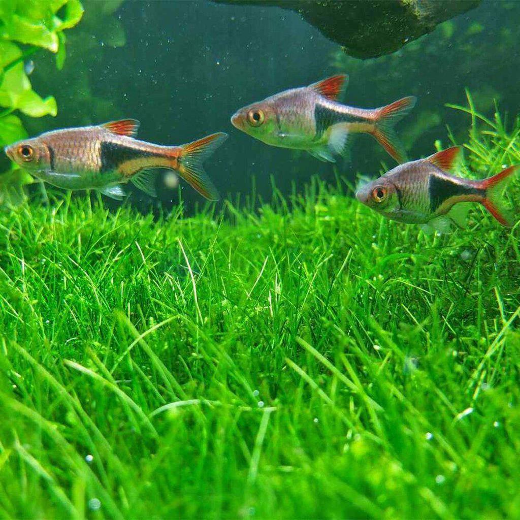 How to make a grass carpet in your aquarium?