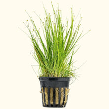 Load image into Gallery viewer, Plants Live Plants Dwarf Hairgrass
