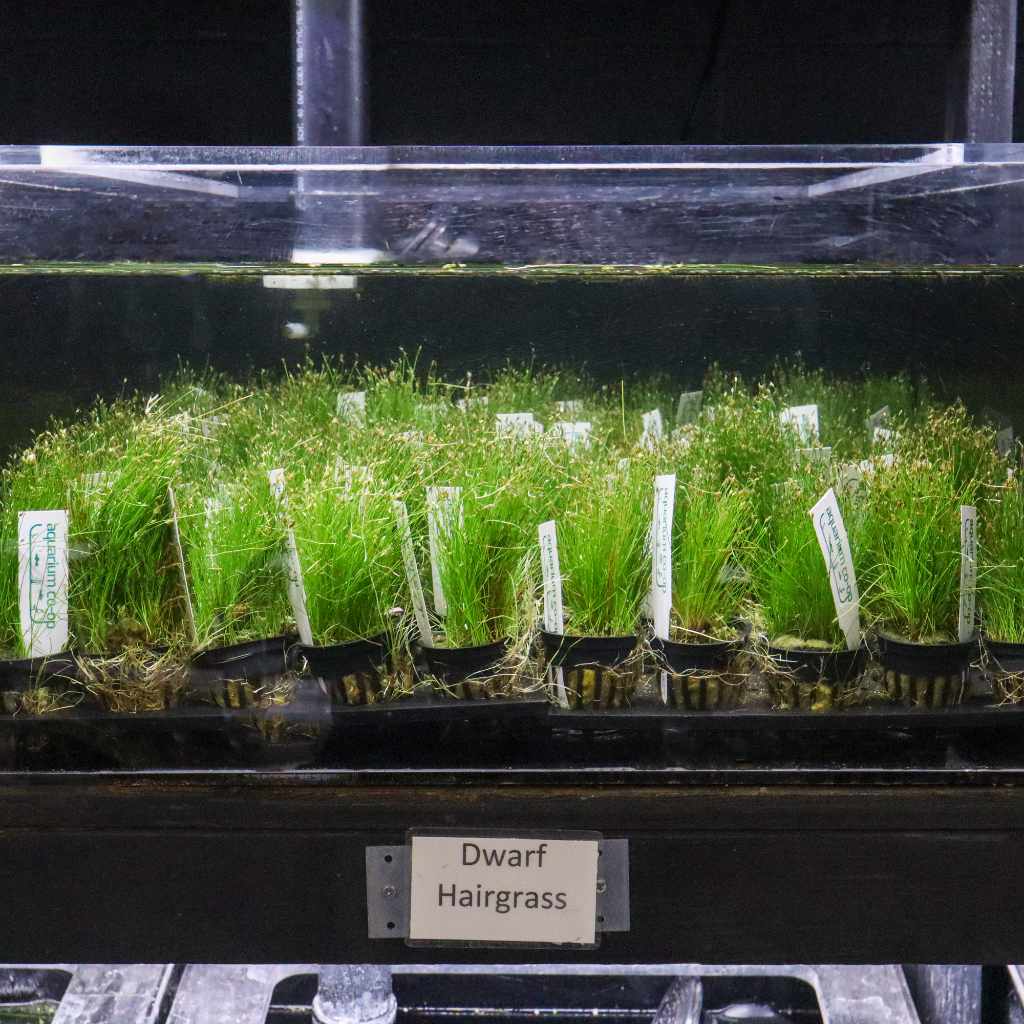 Dwarf Hairgrass on 3 x 5 Mat - Foreground Carpet Aquarium Plant