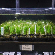 Load image into Gallery viewer, Plants Live Plants Dwarf Hairgrass
