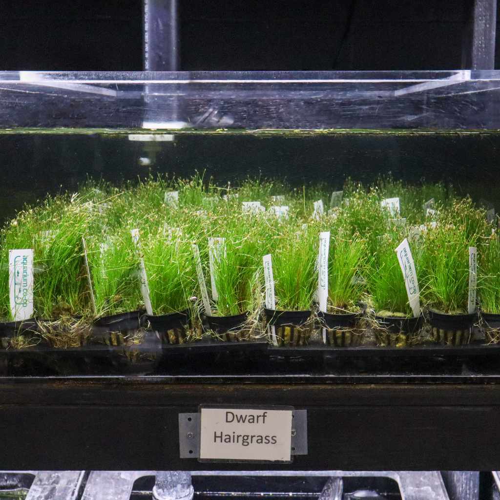 Dwarf Hairgrass | Aquarium Grass Carpet | Live Plants for Sale ...