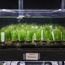 Load image into Gallery viewer, Dwarf Hairgrass - Aquarium Co - Op
