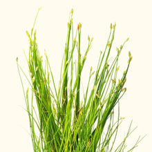 Load image into Gallery viewer, Dwarf Hairgrass - Aquarium Co - Op
