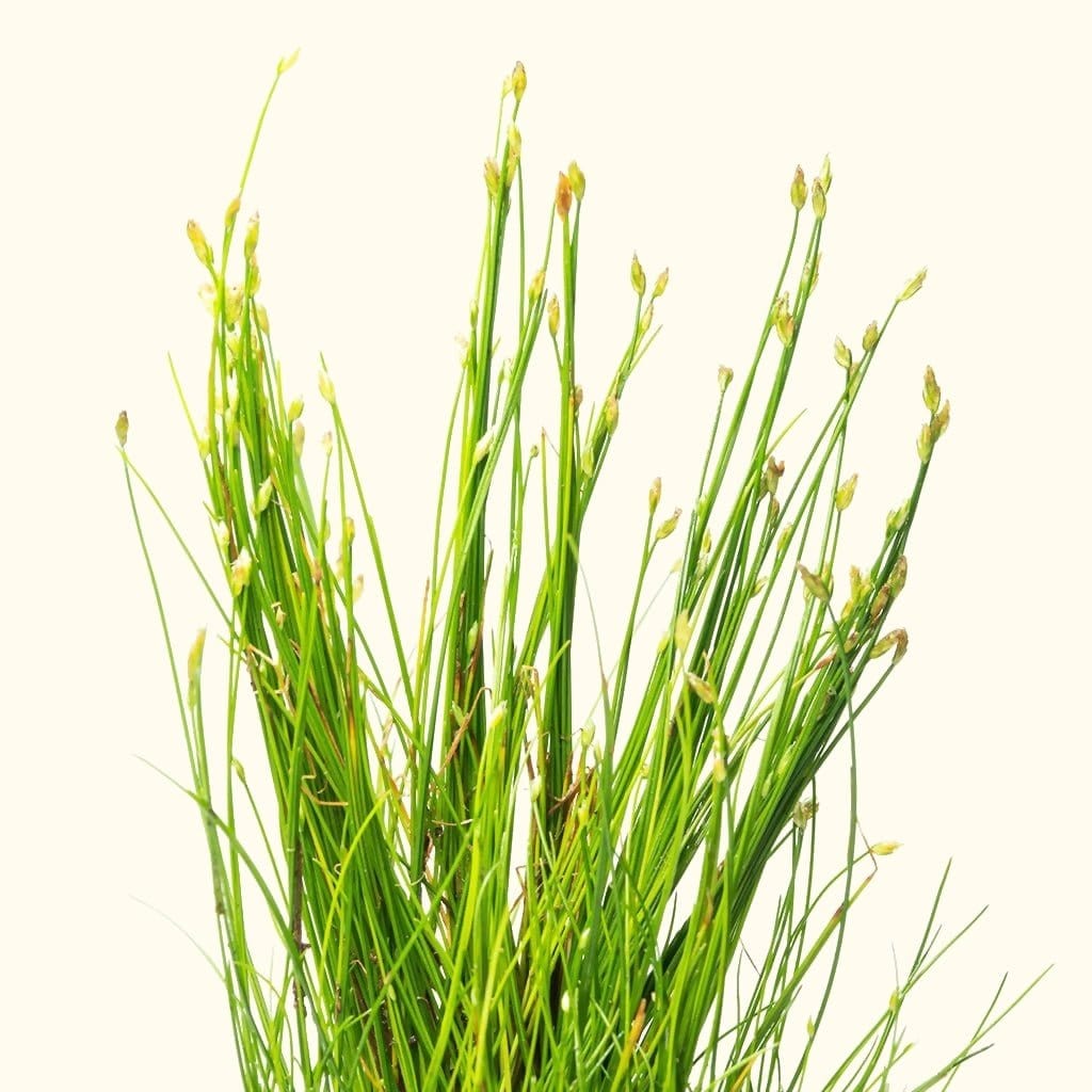 thumbnail image 2 of Freshwater Aquarium Decor, Easy Growing Dwarf 2 of 11