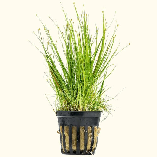 dwarf-hairgrass-9990127