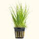 Dwarf Hairgrass - Aquarium Co - Op