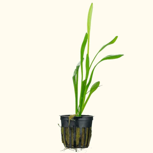 Plants Live Plants Dwarf Sagittaria