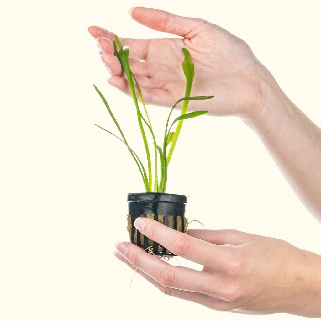 Aquarium Plants: Comprehensive coverage, from growing them to perfection to  choosing the best varieties.