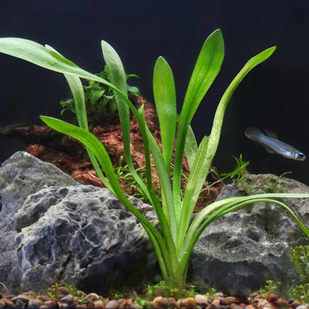 Dwarf Sagittaria | Fish Tank Plants | Live Aquarium Plants for Sale