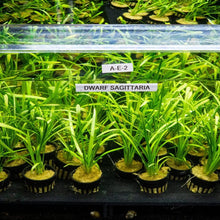 Load image into Gallery viewer, Dwarf Sagittaria - Aquarium Co - Op
