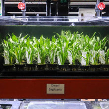 Load image into Gallery viewer, Dwarf Sagittaria - Aquarium Co - Op
