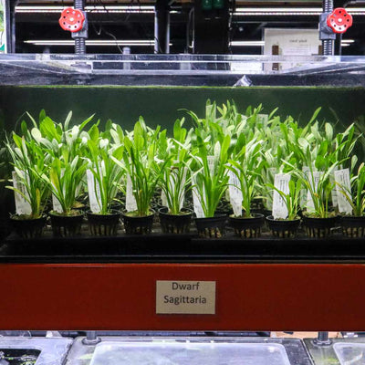 Dwarf Sagittaria - Aquarium Co - Op