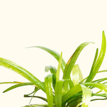 Load image into Gallery viewer, Dwarf Sagittaria - Aquarium Co - Op

