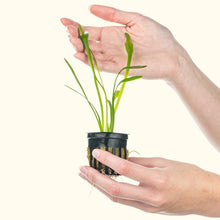 Load image into Gallery viewer, Dwarf Sagittaria - Aquarium Co - Op
