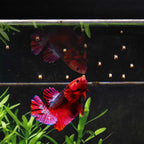Easy Betta Pellets - Aquarium Co-Op