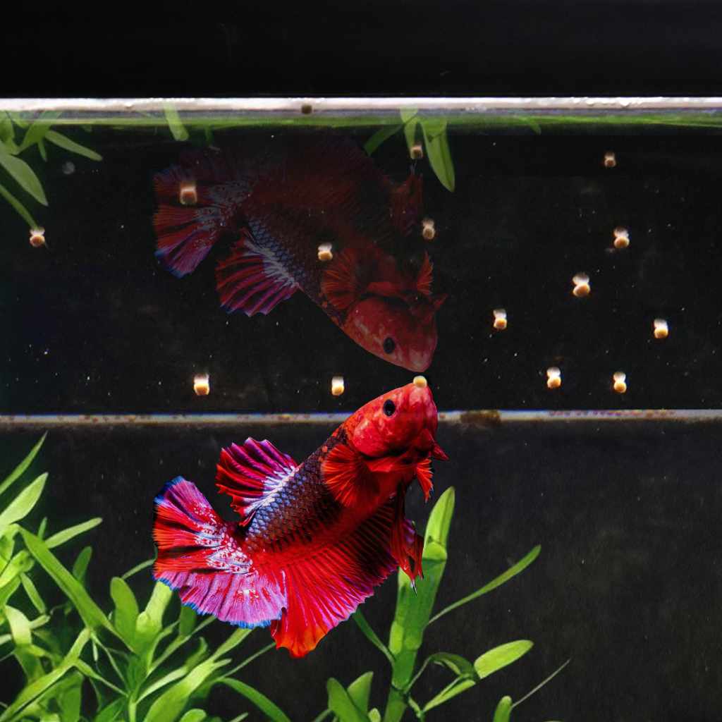 Easy Betta Pellets - Aquarium Co-Op