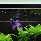Easy Betta Pellets - Aquarium Co-Op