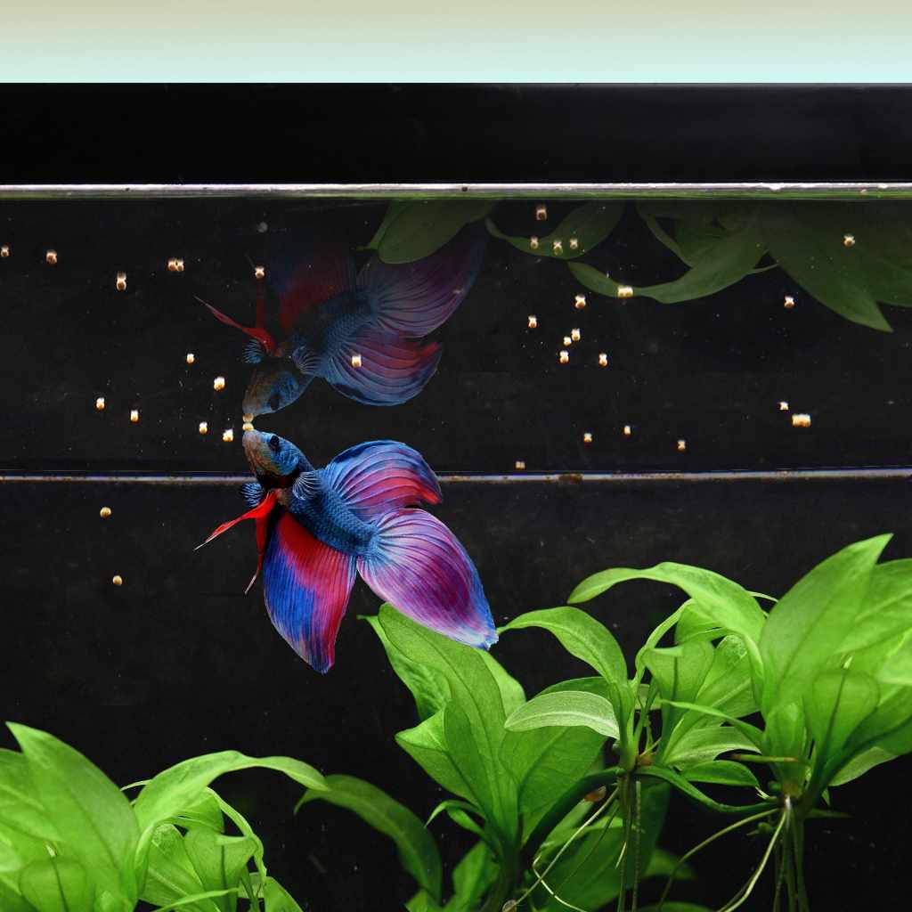 Easy Betta Pellets - Aquarium Co-Op