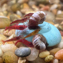 Load image into Gallery viewer, Easy Shrimp and Snail Shells - Aquarium Co - Op
