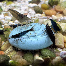 Load image into Gallery viewer, Easy Shrimp and Snail Shells - Aquarium Co - Op
