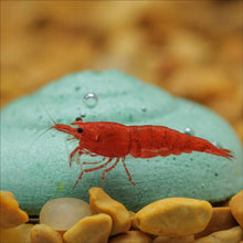 Load image into Gallery viewer, Easy Shrimp and Snail Shells - Aquarium Co - Op
