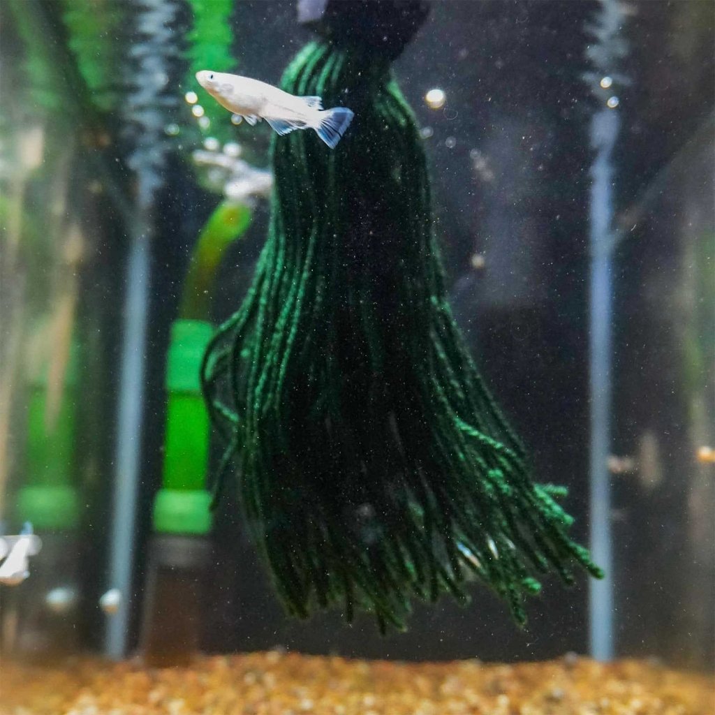 easy-spawning-mop-6684285