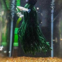 Load image into Gallery viewer, Easy Spawning Mop - Aquarium Co - Op
