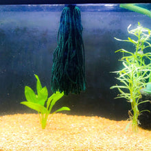 Load image into Gallery viewer, Easy Spawning Mop - Aquarium Co - Op
