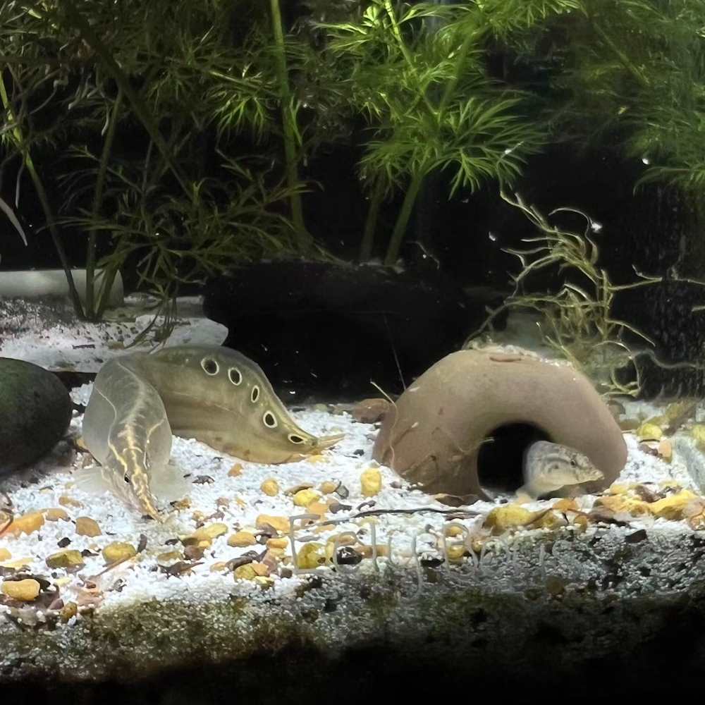 Apistogramma Cave