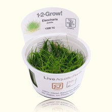 Load image into Gallery viewer, Eleocharis Pusilla &amp;#39;Mini&amp;#39; Tissue Culture - Aquarium Co - Op
