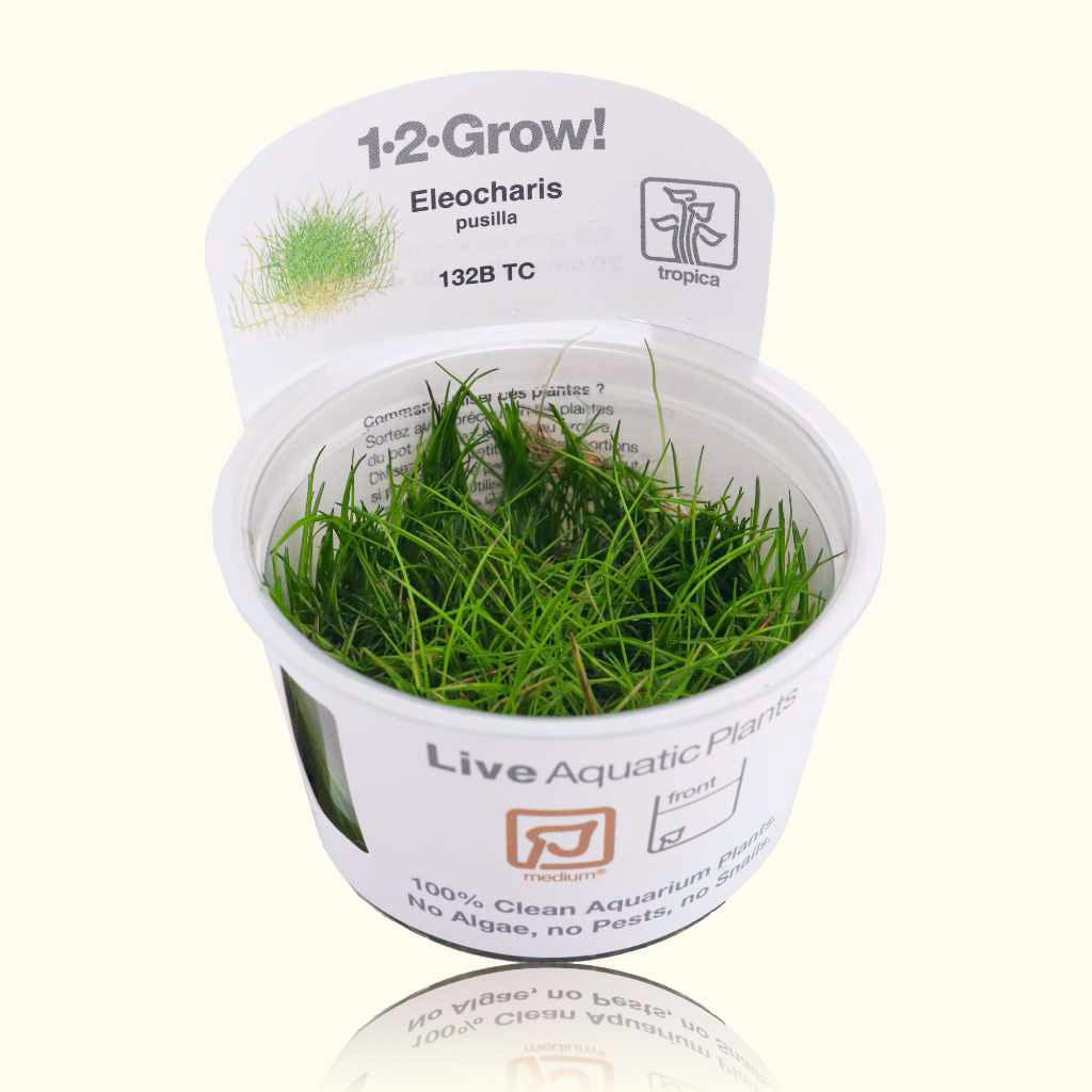 Eleocharis Pusilla 'Mini' Tissue Culture - Aquarium Co - Op