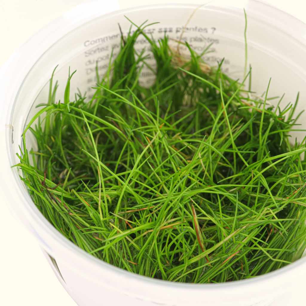 Dwarf Hairgrass - Eleocharis acicularis - in-vitro – Live Aquarium Plant Dwarf Hairgrass - Eleocharis acicularis - in-vitro – Live Aquarium Plant