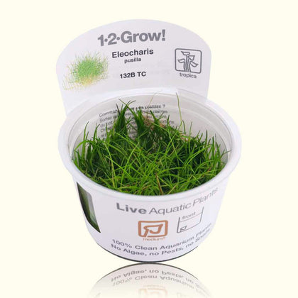 eleocharis-pusilla-mini-tissue-culture-5703249932228-33625557303365