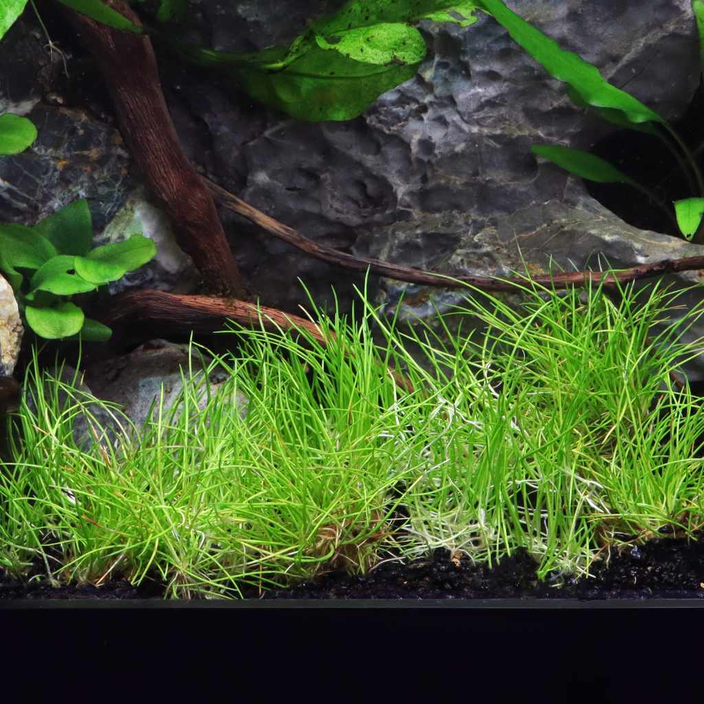 eleocharis-pusilla-mini-tissue-culture-7150403
