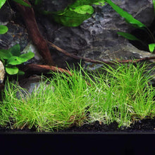Load image into Gallery viewer, Eleocharis Pusilla &amp;#39;Mini&amp;#39; Tissue Culture - Aquarium Co - Op
