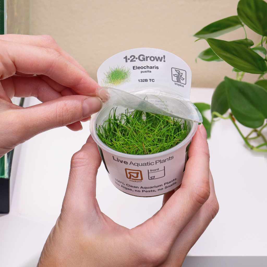eleocharis-pusilla-mini-tissue-culture-7944366