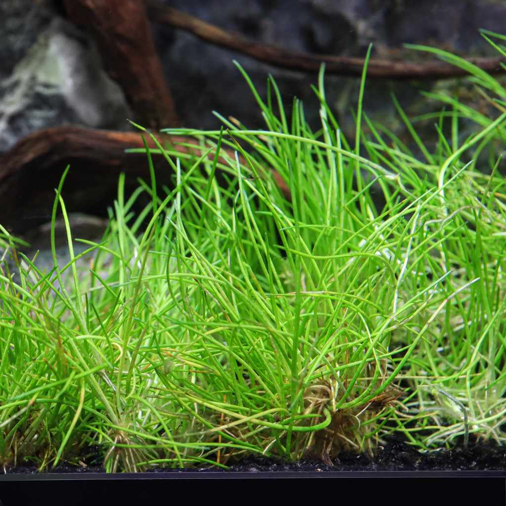 Eleocharis Pusilla 'Mini' Tissue Culture