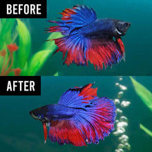 Load image into Gallery viewer, Fritz Maracyn - Aquarium Co - Op
