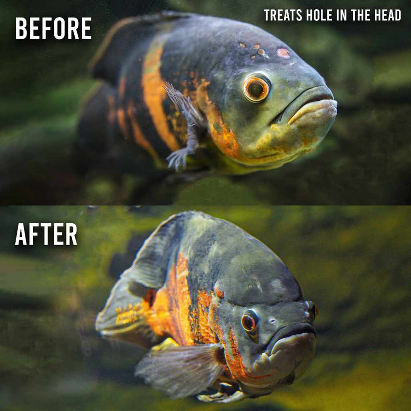 fritz-paracleanse-6284456