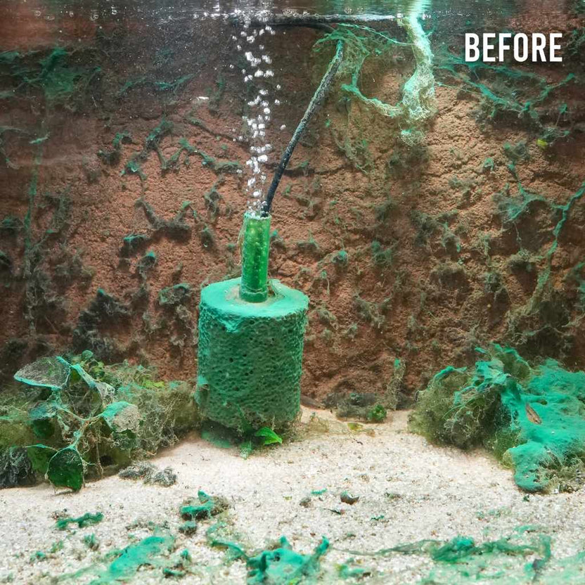 Slime Out Fish Fritz Slime Out | Treat Cyanobacteria in Freshwater & Saltwater Tanks ...
