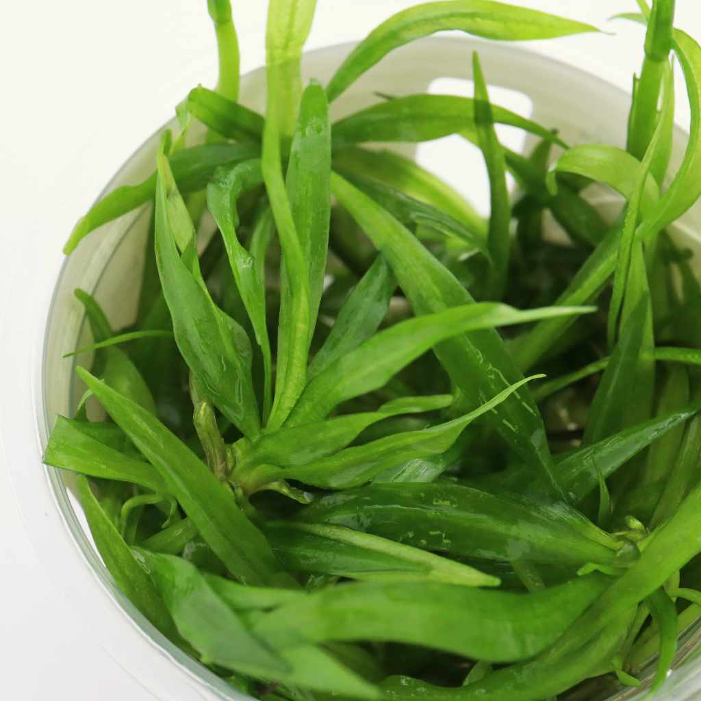 Helanthium Bolivianum 'Quadricostatus' Tissue Culture| Live